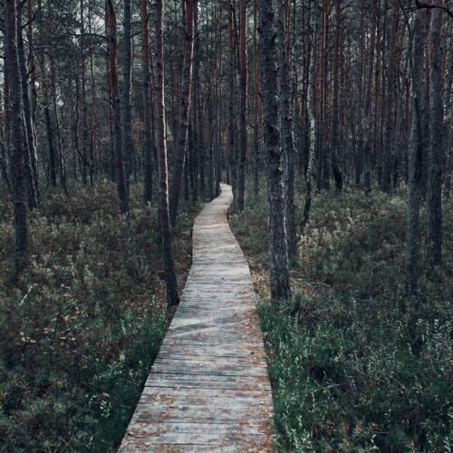 Wooden path leading through the swamp and forest in a natural park. Autumn forest landscape